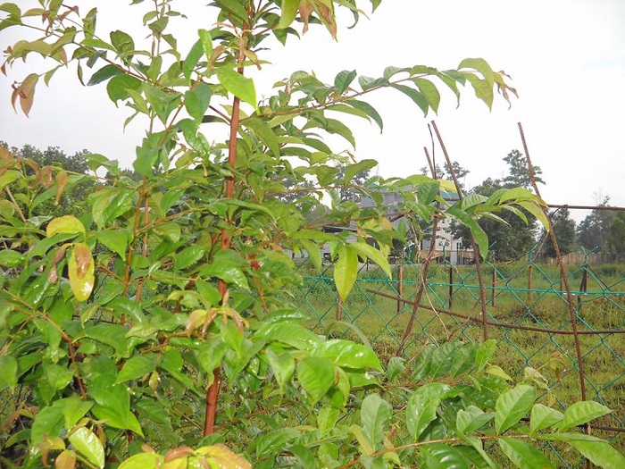 Keberadaan kayu serai yang berlimpah di alam sekitar, terutama di daerah IKN, menjadikan tanaman ini sebagai solusi alami yang selalu dapat diandalkan oleh masyarakat Kutai.