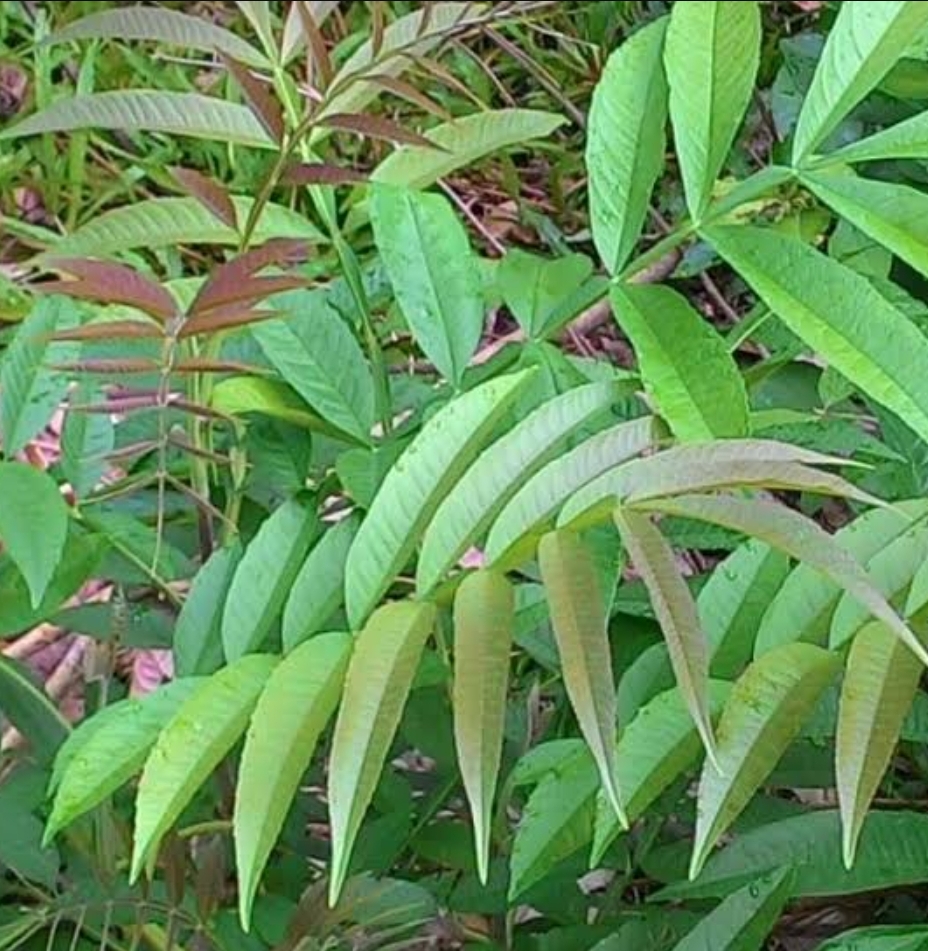Daun sungkai (FOTO: IST)