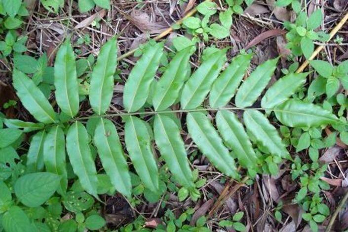 Selain bisa dikonsumsi, kelakai bermanfaat sebagai obat herbal tradisional dari Kalteng dan Kalsel.