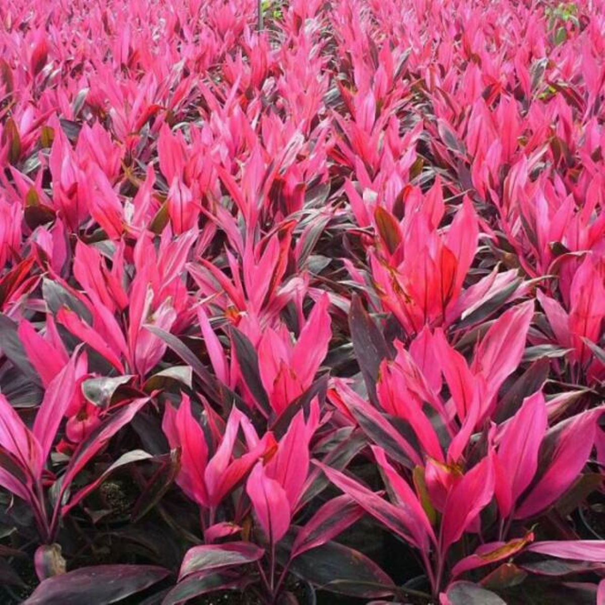 Herbal Kalimantan halinjuang yang tumbuh di IKN mampu mengobato wasir berdarah hingga TBC.