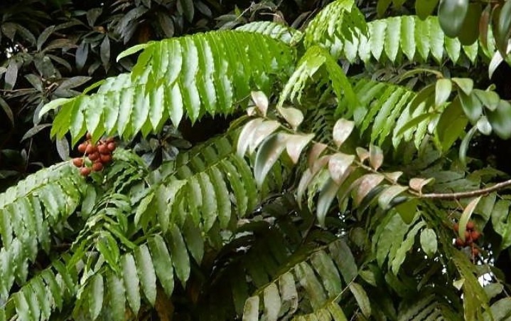 Kokang atau kayu kupu merupakan herbal Kalimantan yang memiliki kandungan antioksidan tinggi, yang sangat bermanfaat untuk kesehatan, khususnya warga IKN.
