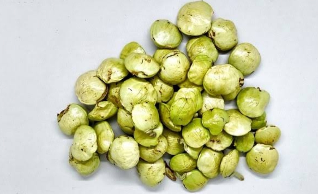 UNTUK KESEHATAN: Stok jengkol melimpah di Kalimantan, selama ini menjadi salah satu menu favorit. (FOTO: IST)