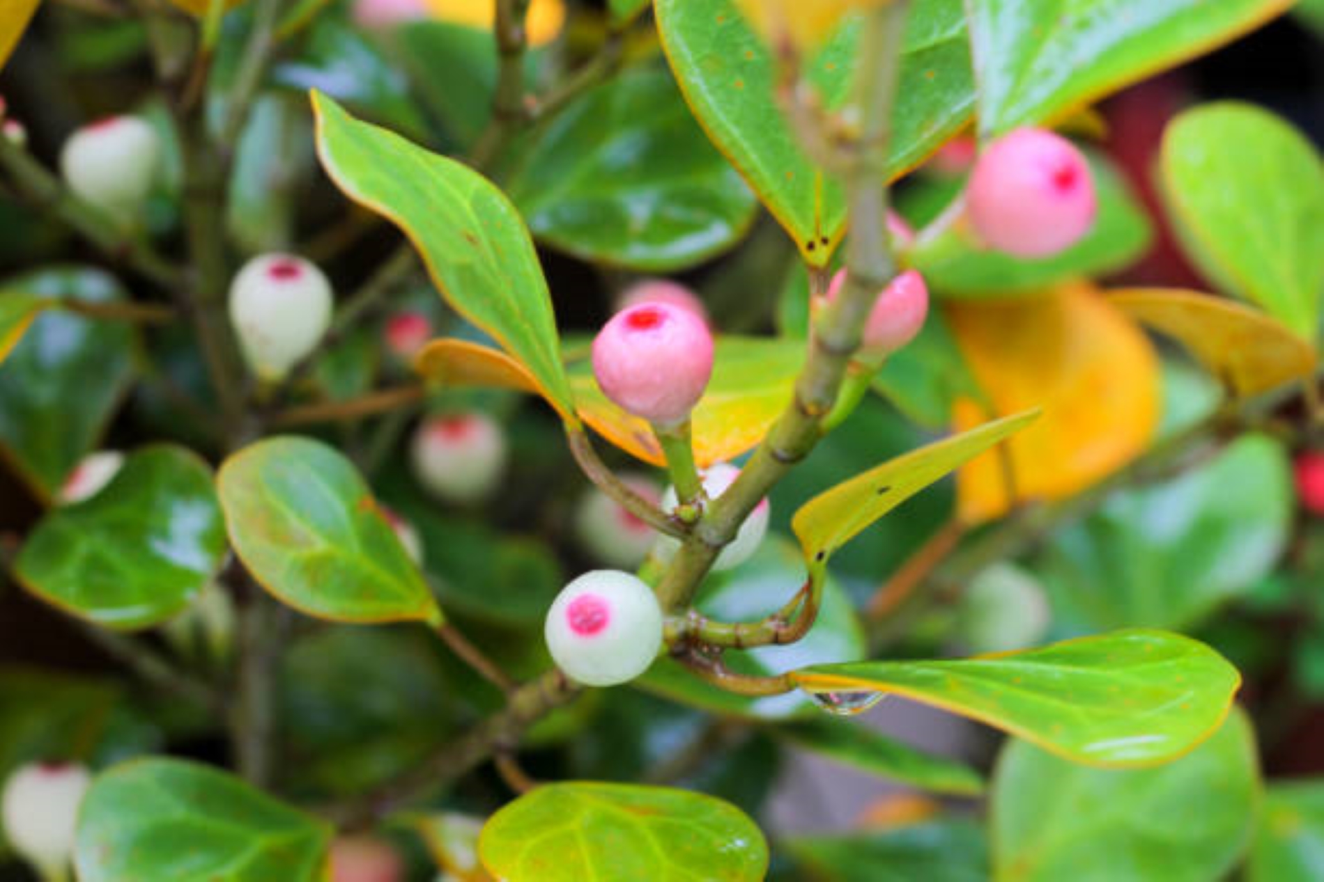 HERBAL KALIMANTAN: Tabat barito dimanfaatkan etnis di IKN, terutama Kalsel, sebagai sari rapet. Manfaat tumbuhan ini terkenal hingga Malaysia.