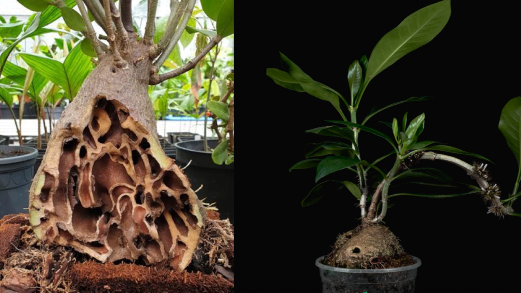 HERBAL KALIMANTAN: Sarang semut dimanfaatkan etnis asli di IKN untuk mengatasi kanker dan kolesterol.
