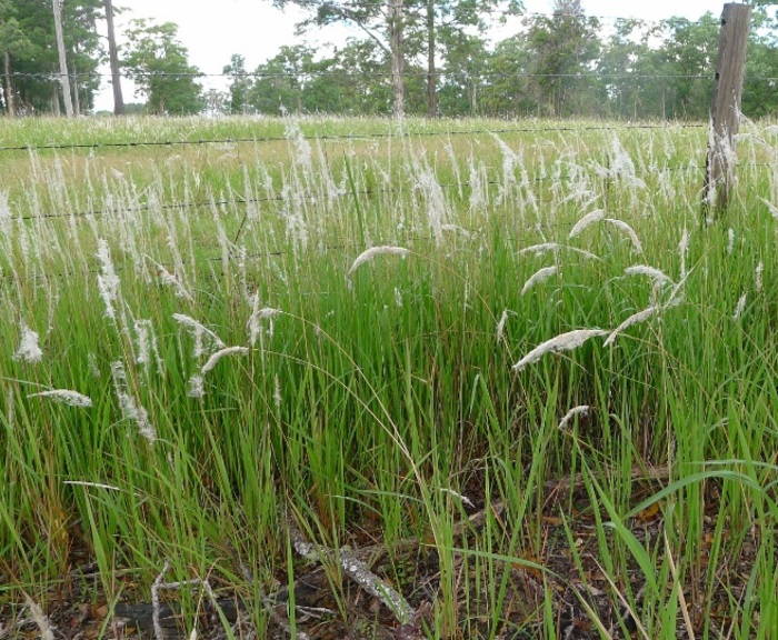 Alang-alang yang dianggap sebagai tanaman pengganggu ini ternyata punya banyak khasiat.