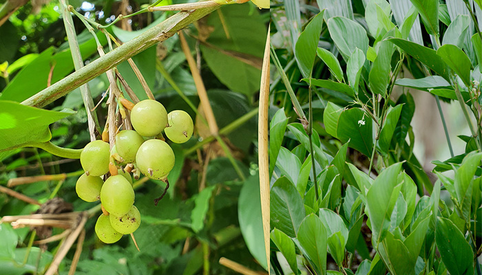 Bamban (Donax canniformis) merupakan tanaman liar yang memiliki banyak manfaat dalam pengobatan tradisional.