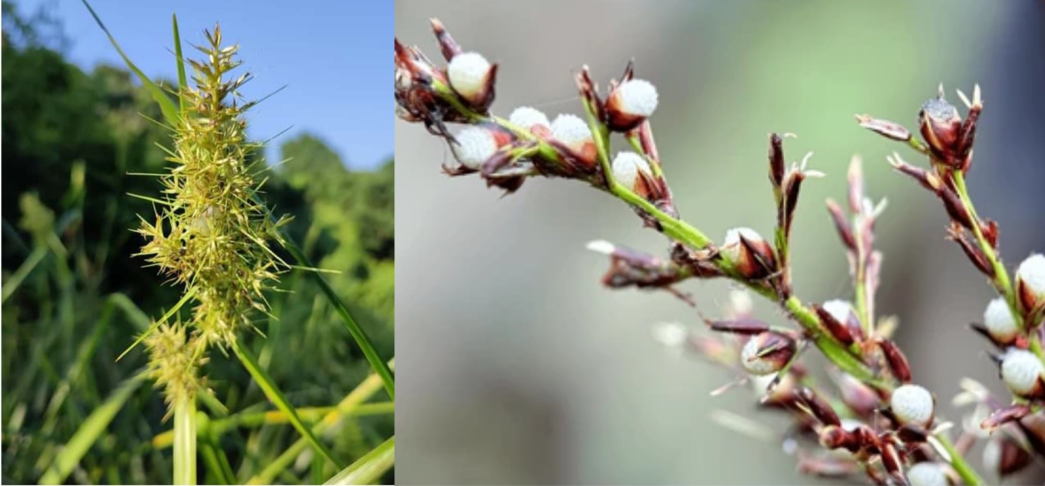 Tumbuhan herbal Kalimantan hiring dimanfaatkan etnis Dayak sebagai obat maag dan batuk.