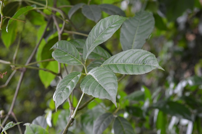 Tumbuhan ulur-ulur lebih dikenal sebagai inang dari Rhizanthes lowii, sejenis tumbuhan parasit langka.