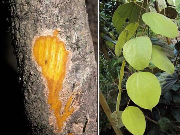 Akar kuning Coscinium fenestratum memiliki berbagai khasiat. Salah satunya jadi penawar racun.