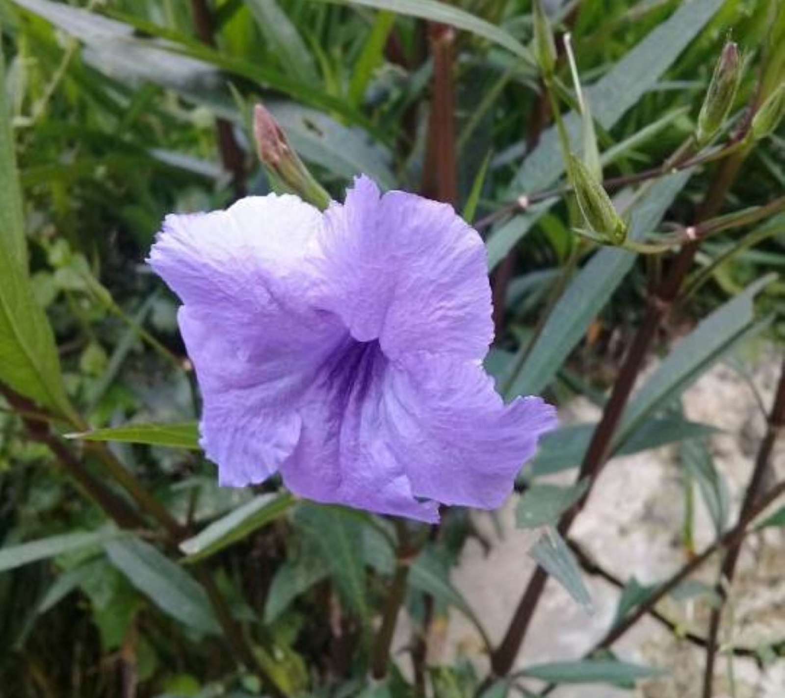 HERBAL KALIMANTAN: Gandarusa teruji sebagai alat kontrasepsi pria dari IKN.