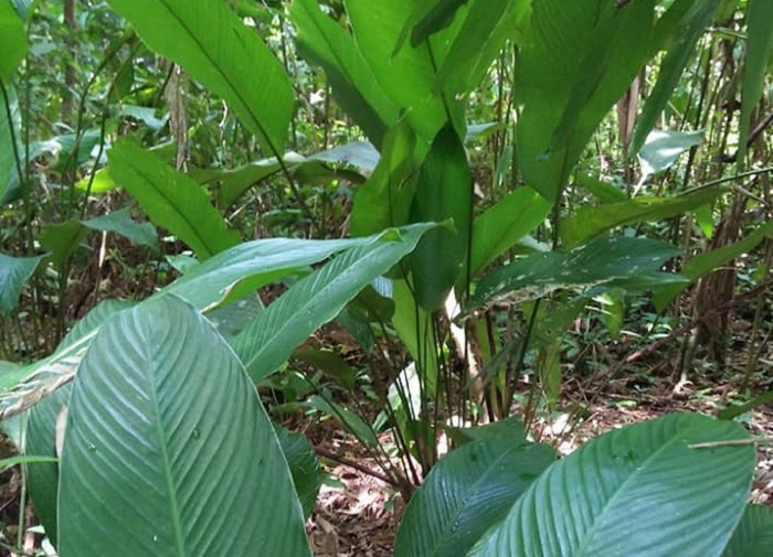 Daun Lirik (Stachyphrynium borneense&nbsp;Ridl) memiliki khasiat luar biasa dalam penyembuhan luka terbuka.