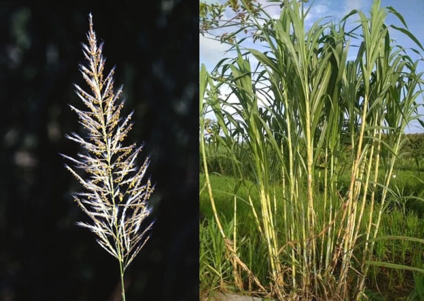 HERBAL KALIMANTAN: Selain berkhasiat sebagai antidiabetes, tebu salah juga potensial sebagai pencegah erosi dan reklamasi lahan bekas tambang di IKN.