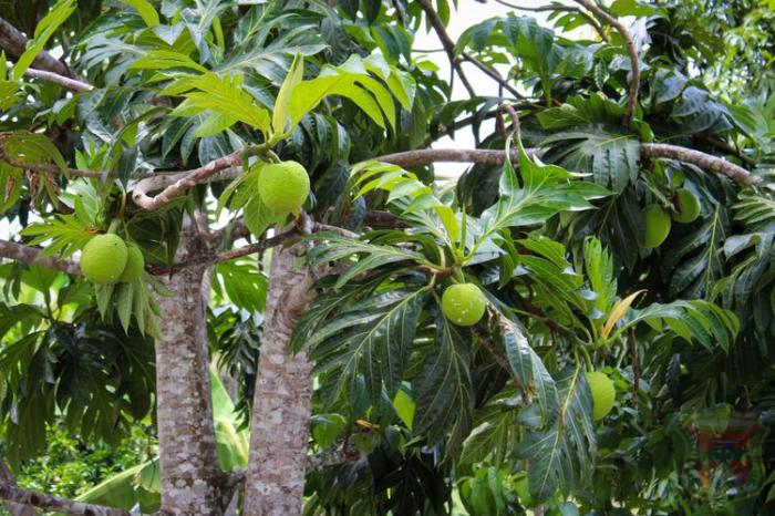 Sukun memiliki potensi besar sebagai sumber pangan alternatif yang memiliki banyak manfaat untuk kesehatan, terutama di kawasan tropis wilayah IKN, Kaltim.