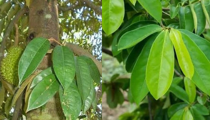 Daun pohon durian yang biasa terabaikan terabaikan, ternyata memiliki berbagai manfaat yang menakjubkan untuk kesehatan.