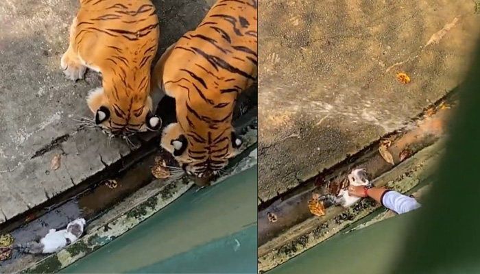 Momen dramatis penyelamatan seekor anak kucing dari kandang harimau di Kebun Binatang Johor.
