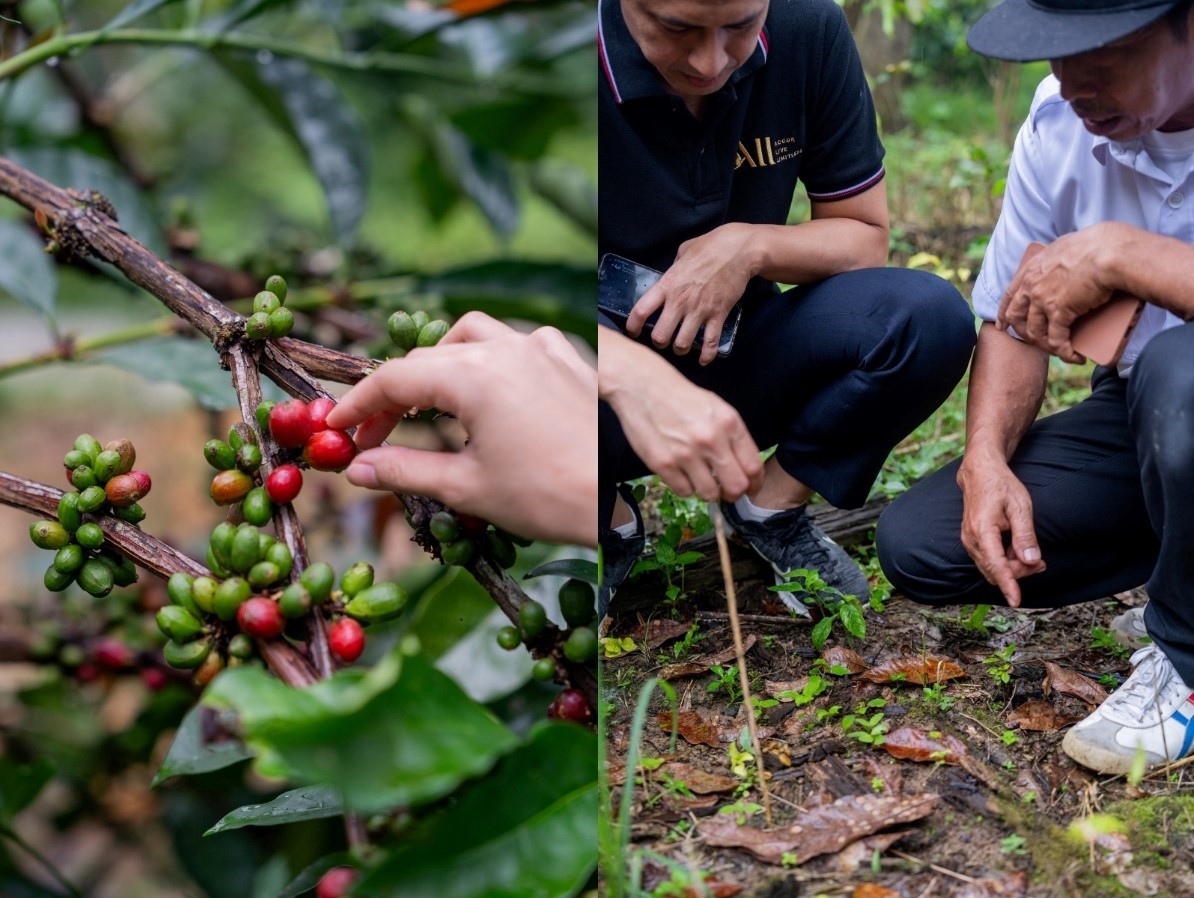 LIBERIKA: Budidaya kopi liberika yang bibitnya dibawa dari Jawa, kini tumbuh subur. Jadi kopi pertama dan satu-satunya di Kaltim. Rindoni (kanan) yang menunjuk hasil biji kopi dari luwak liar.