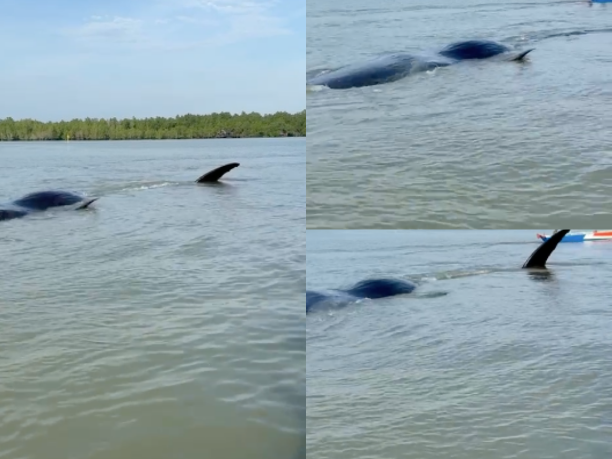 TERDAMPAR: Video yang memperlihatkan ikan paus terdampar di kawasan pesisir Teritip, Balikpapan.