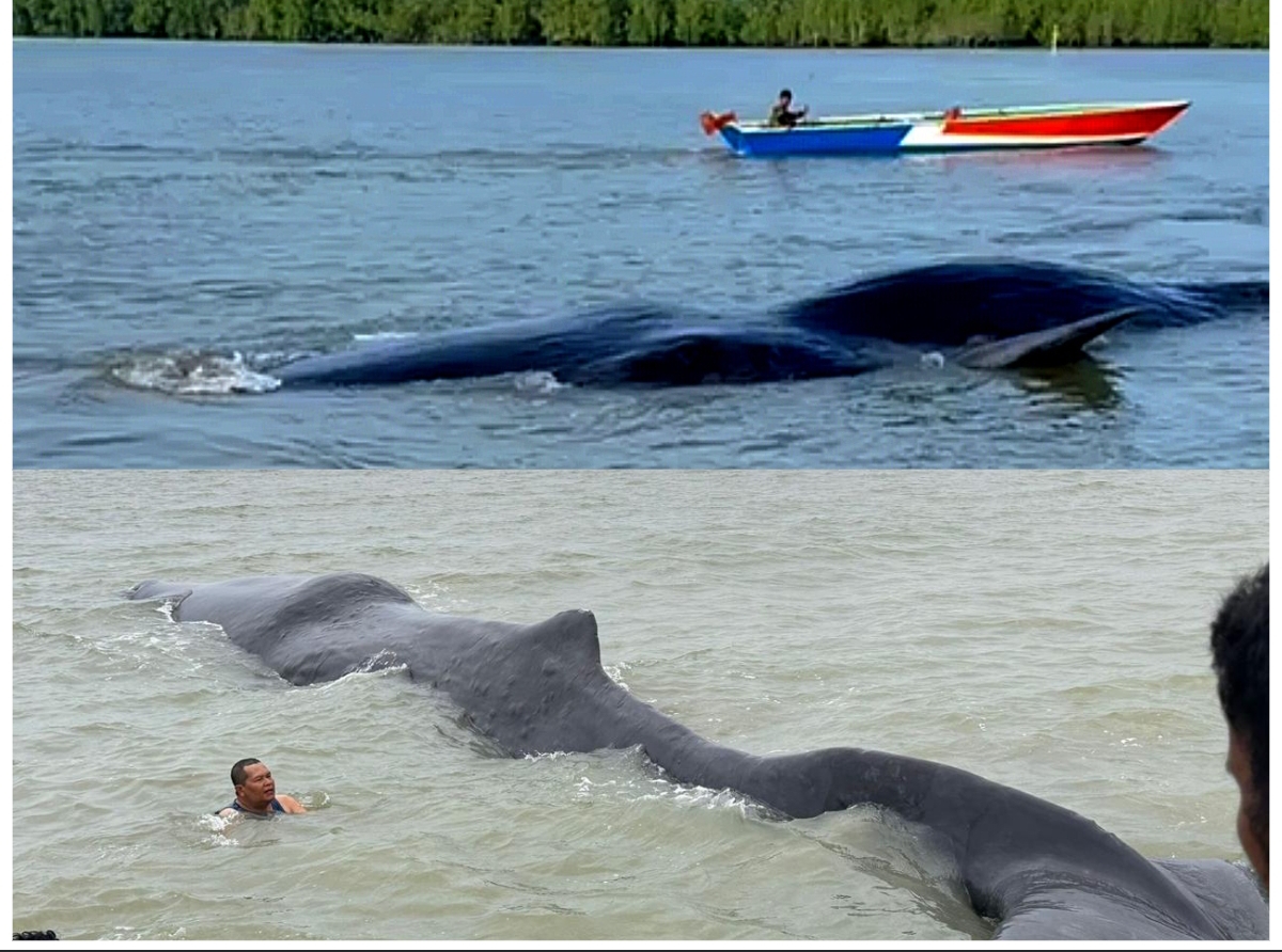 TERDAMPAR: Hewan mamalia paus terdampar di perairan dangkal laut Balikpapan. (FOTO: IST)