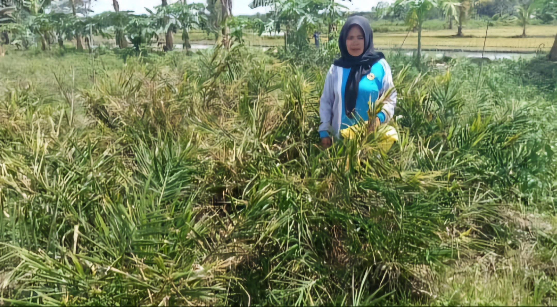 BERDAYAKAN: Kelompok Wanita Tani (KWT) Cempaka, Muara Kaman yang menanam berbagai tanaman herbal. Jahe merah jadi komoditas unggulan yang diolah menjadi minuman siap seduh. (FOTO: IST)