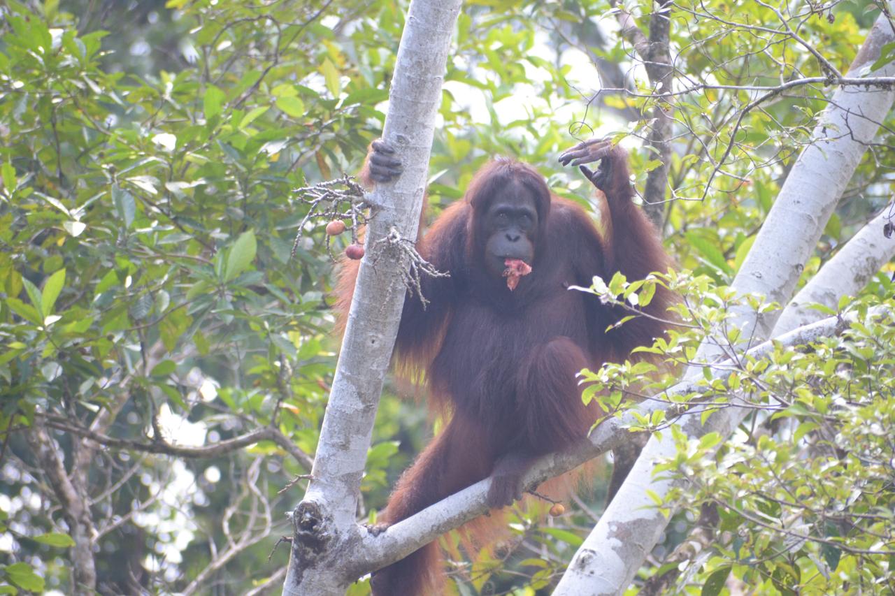KEMBALI KE HABITAT:  BKSDA Kaltim bersama COP dan KPH Kelinjau melepaskan tiga orang utan, salah satunya Michele yang berjenis kelamin betina.(Ist)