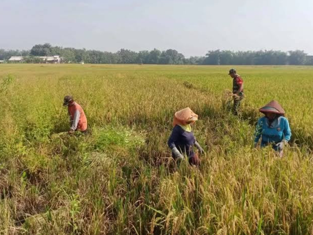 GENJOT: Peringatan untuk pertanian di Kaltim. Produksi beras dan padi ternyata sama-sama turun. (FOTO: IST)