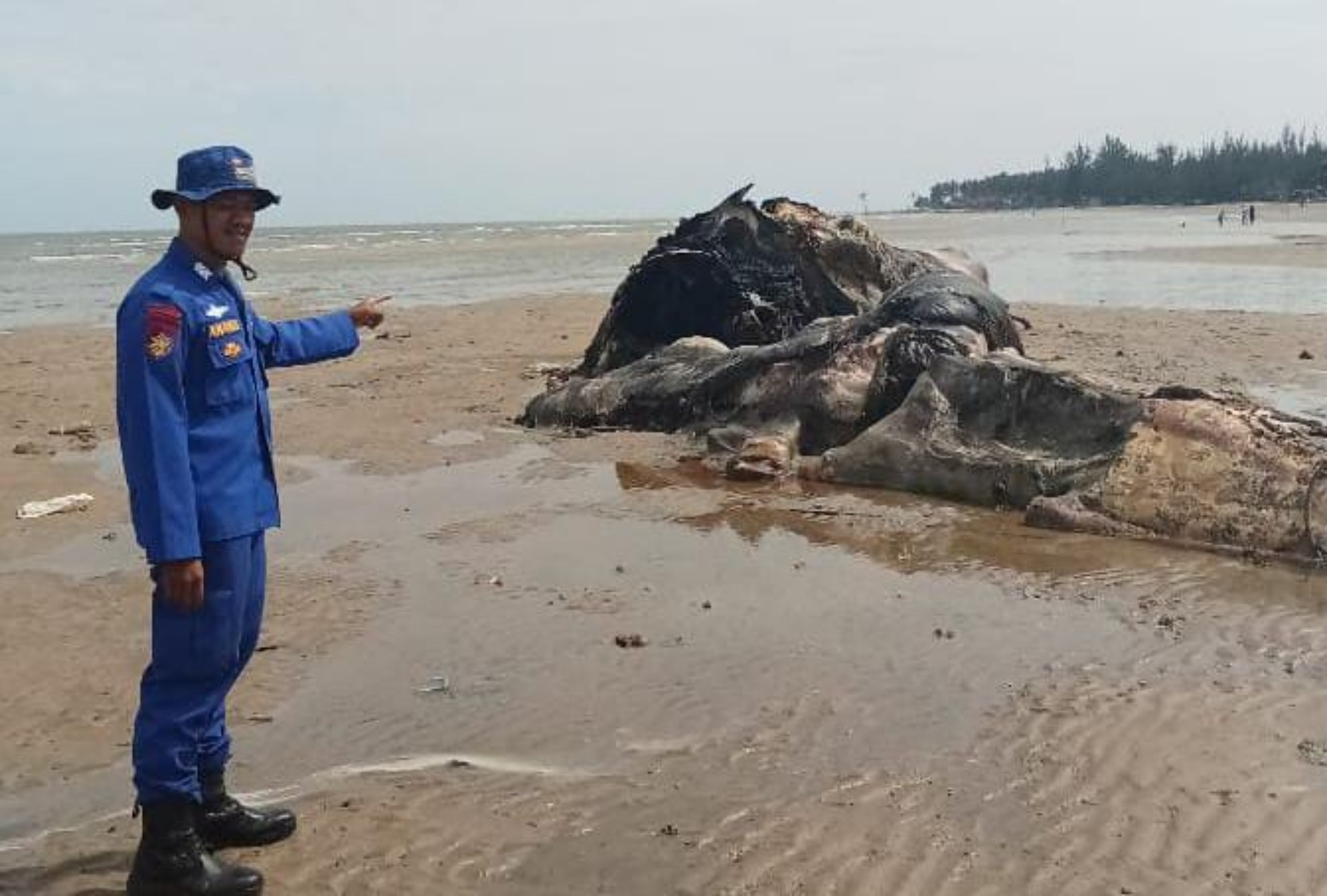 EVAKUASI: Petugas melakukan pemotongan perut paus yang mati setelah terdampar di pantai Teritip Balikpapan. (Foto: Ist)