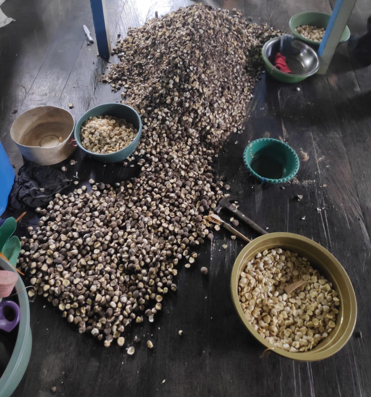 PELUANG: Mengolah minyak kemiri baru di tahun ini. Melihat potensi dan peluangnya. Ambil kemiri langsung dari petani di Berambai, Samarinda. (FOTO: IST)