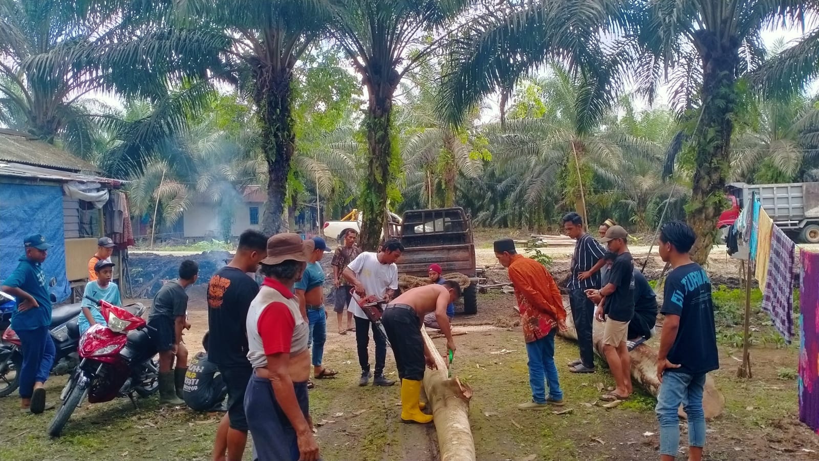 GOTONG-ROYONG: Warga sedang bergotong-royong memotong batang pohon untuk dipersiapkan dalam kegiatan Pesta Nondoi 2024. (FOTO: ARI/KP)