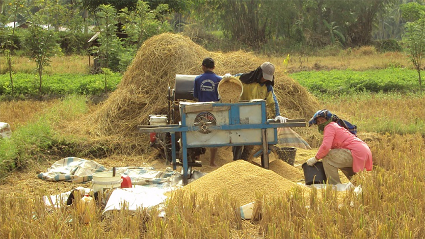 PANGAN: Produksi beras di Kaltim berpeluang terus menyusut seiring berkurangnya luas tanaman padi.