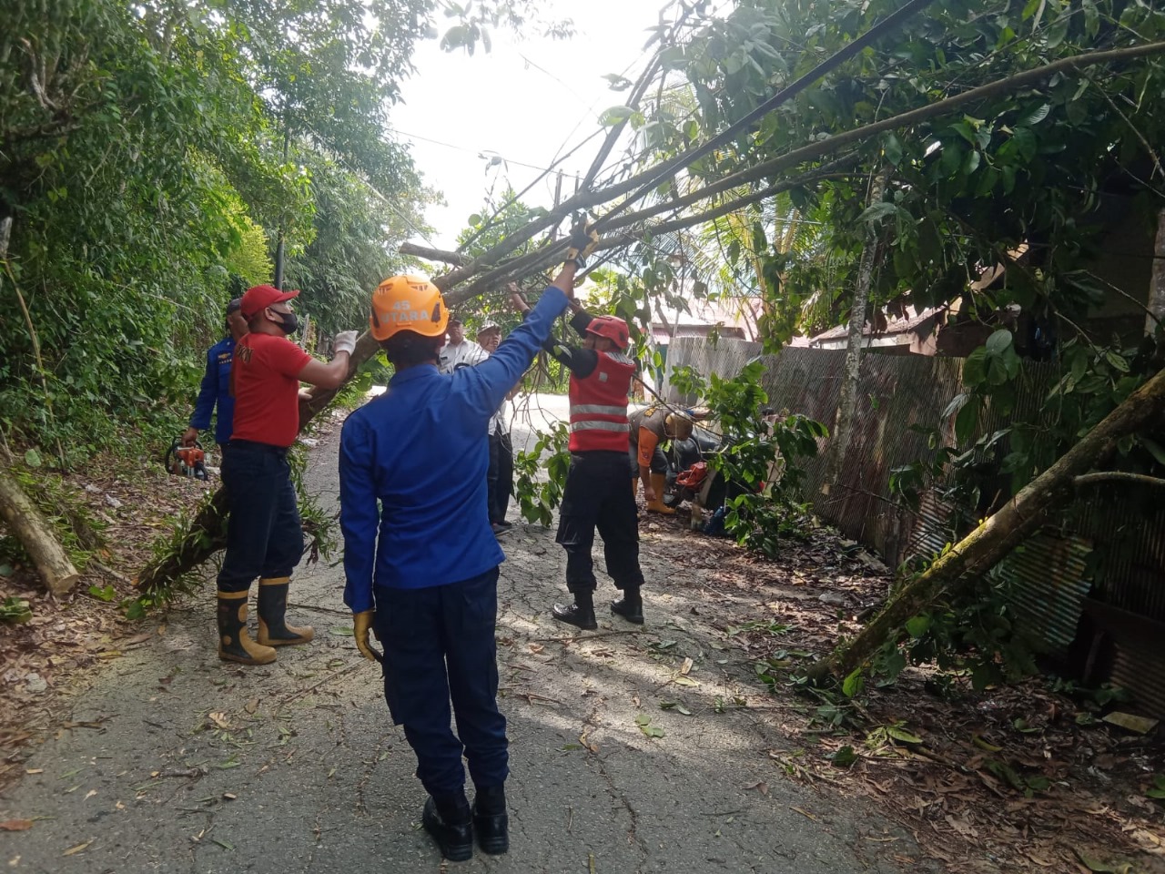 GANGGU PENGGUNA JALAN: Sebuah pohon tumbang di sebuah jalan di Batu Ampar, tim gabungan melakukan evakuasi agar lalu lintas lancar kembali. (foto;ist)