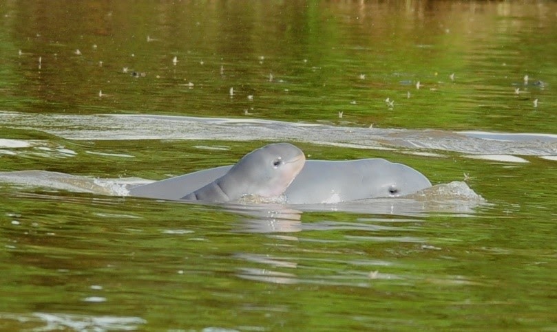 TERANCAM PUNAH: Pesut Mahakam, hewan endemik Perairan Mahakam. Populasinya terancam punah dan masuk daftar merah International Union for Conservation of Nature (IUCN).