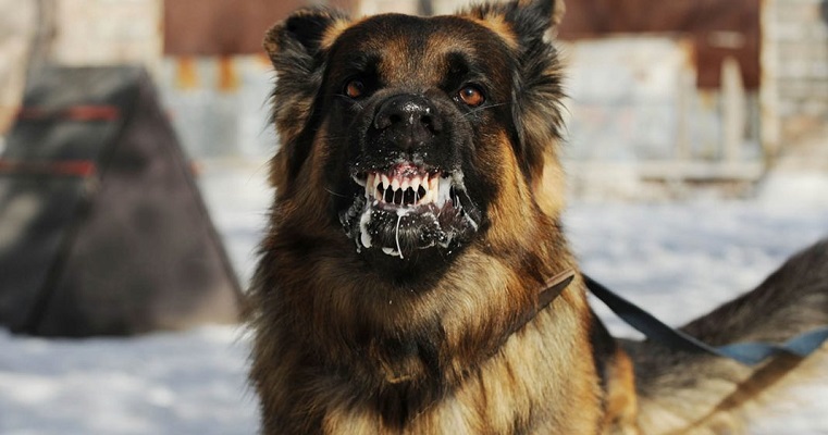 Ilustrasi anjing yang terinfeksi rabies.
