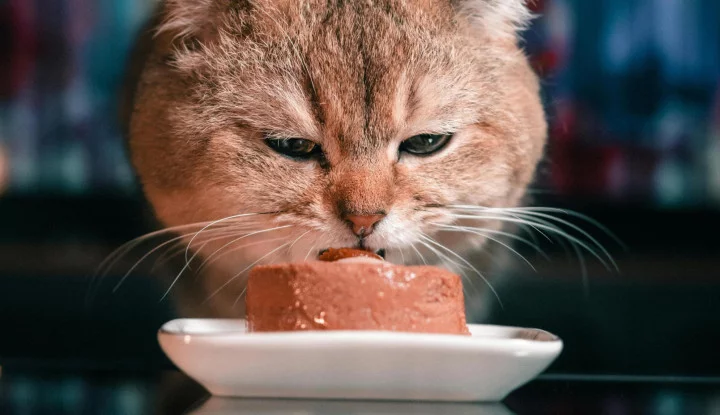 Ilustrasi kucing.