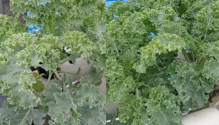 Kale, sayuran hijau penuh nutrisi.