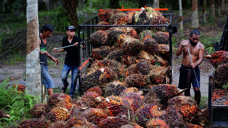 MEROSOT: Harga tandan buah segar kelapa sawit pada awal Januari 2025 mengalami sedikit penurunan, namun masih berada di level tinggi, yakni Rp 3.343 per kilogram.