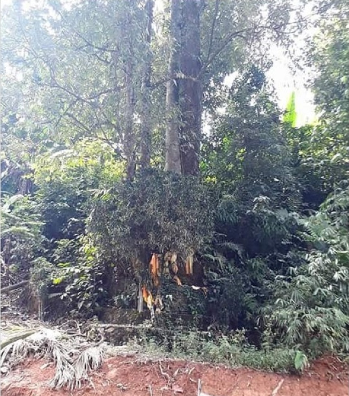 MISTERI: Pohon berjenis dua daun berbeda berada di Gunung Halat, perbatasan Kaltim-Kalsel,yang bertahun-tahun menyimpan misteri.