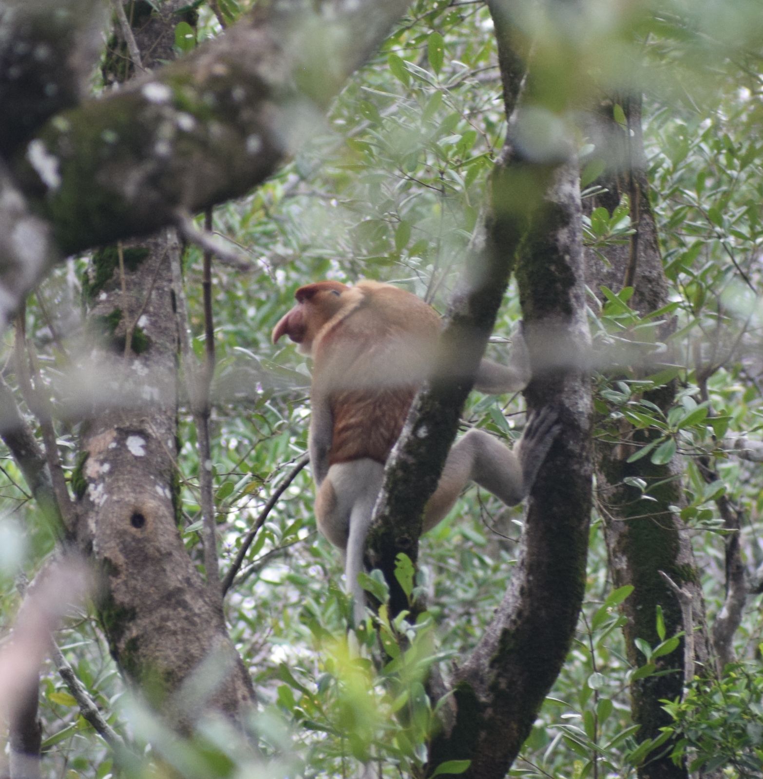 PENJAGA HUTAN: Salah satu kawanan bekantan yang berhasil ditemui Kaltim Post di Kawasan Hutan Mangrove Desa Babulu Laut, baru-baru ini. (FOTO: M FATIH KALTIM KECE UNTUK KALTIM POST)