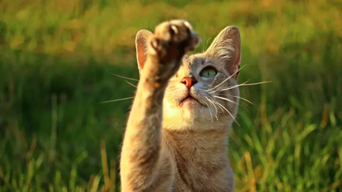 Ilustrasi kucing.
