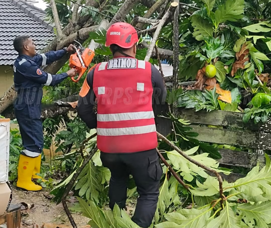 EVAKUASI: Petugas gabungan bersama warga melakukan evakuasi pohon yang tumbang.
