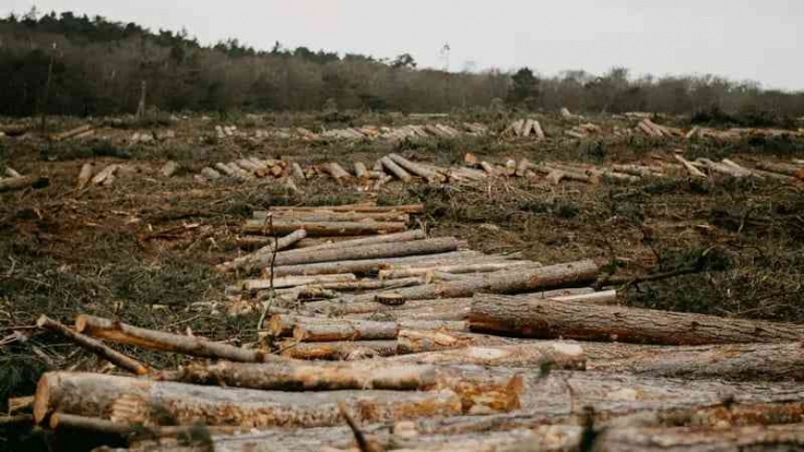 DEFORESTASI: Ilustrasi deforestasi hutan. Kalimantan menjadi yang tertinggi dengan 124 ribu hektare pada 2024