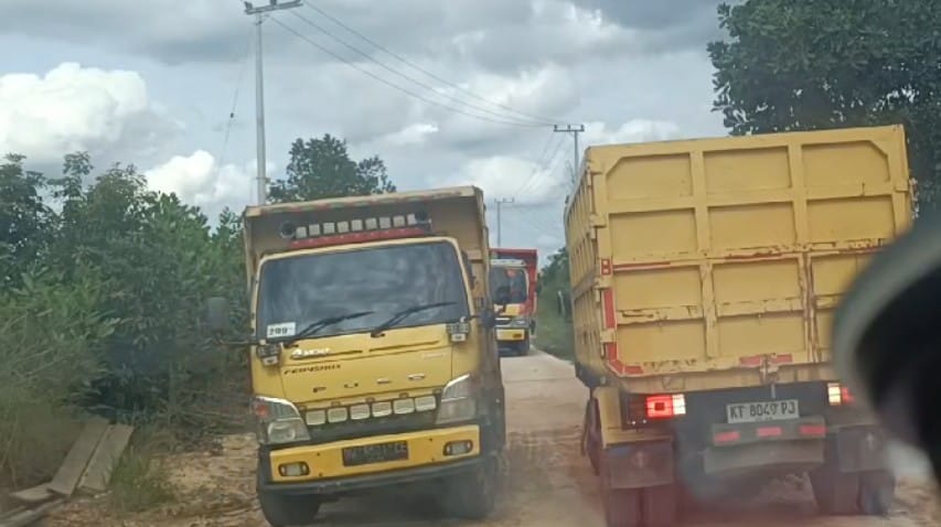 HAULING: Kendaraan truk-truk yang diduga mengangkut emas hitam hasil tambang ilegal.
