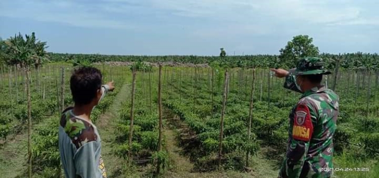 PENGEMBANGAN: DTPHP Kutim terus mendorong pengembangan tanaman hortikultura untuk menghadapi inflasi.