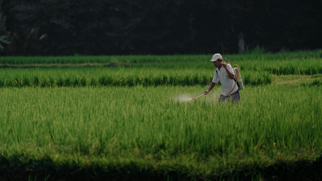 MEMBAIK: Nilai tukar petani (NTP) Januari 2025 tercatat 147,36, yang berarti daya beli petani mengalami peningkatan atau surplus daya beli.