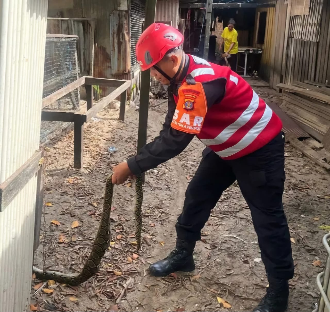 Ular jenis piton masuk pekarangan warga dievakuasi petugas. (IST)
