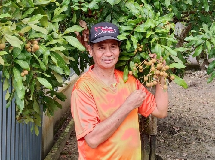 BIROKRAT KE KEBUN: H Ahmad Usman dari birokrat ke kebun. Tampak, ia berfoto dengan latar pohon kelengkeng yang mulai berbuah di depan rumahnya.