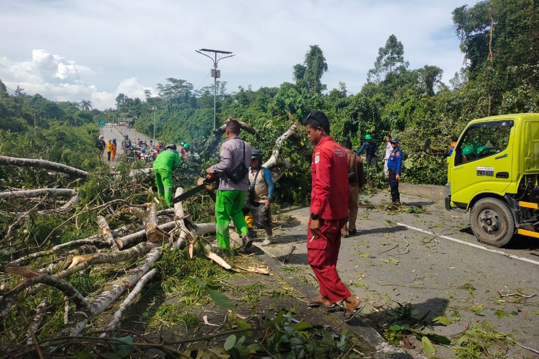 Pohon tumbang di Jalan Cipto Mangunkusumo menimpa dua orang yang sedang melintas.
