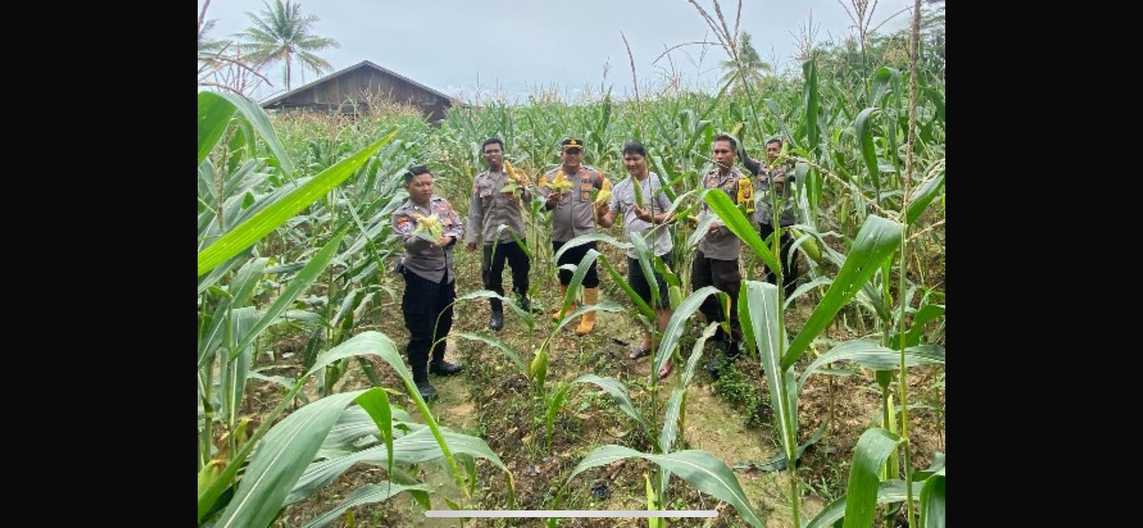 KETAHANAN PANGAN: Panen raya serentak diikuti Polres Mahulu dan masyarakat setempat.