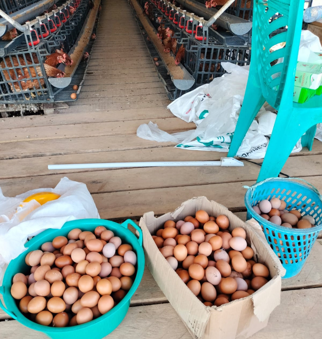 PRODUKSI LOKAL: Kebutuhan telur ayam kini perlahan juga dipasok dari lokal yaitu di Desa Petangis Kecamatan Batu Engau.