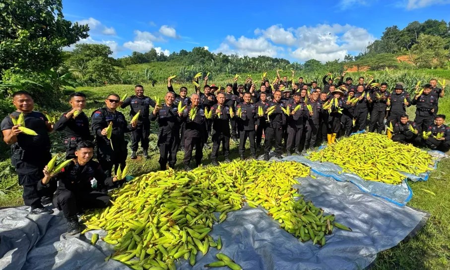 PANEN:  Panen jagung dilakukan Batalyon B Pelopor Satuan Brimob PoldaKaltim dari lahan P2L. (FOTO: IST)