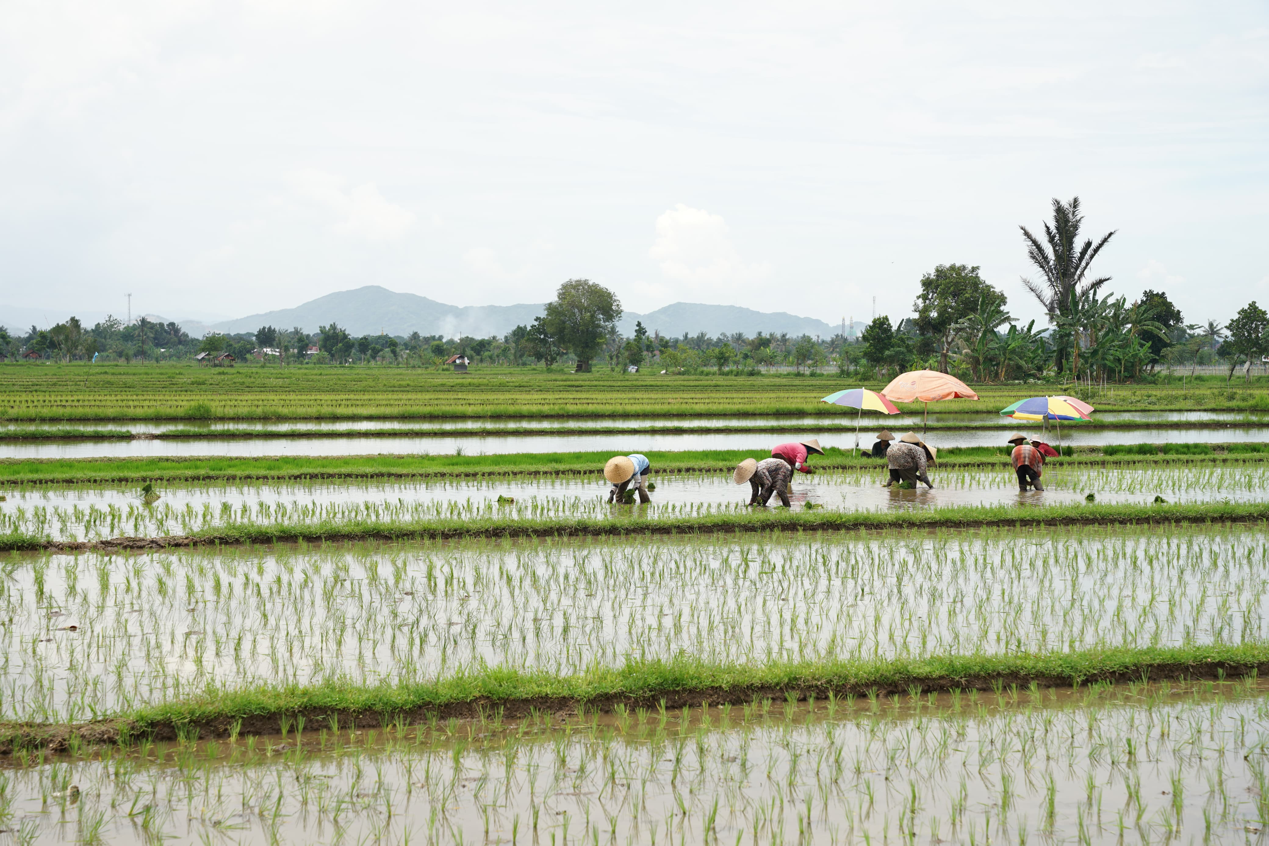 NAIK: Kenaikan NTP didorong oleh kenaikan indeks harga hasil produksi pertanian sebesar 0,46 persen.